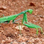 Giant  green african mantis